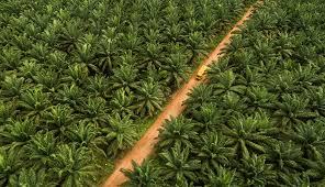 PP Sawit 45/2025: Denda 25 Juta/Hektar, Satgas PKH Makin Kuat Dan Ancaman Sita Aset